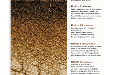 Le sol brun forestier